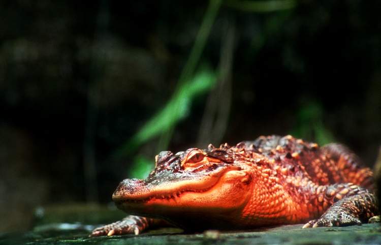 [1009-Alligator-Closeup.jpg]