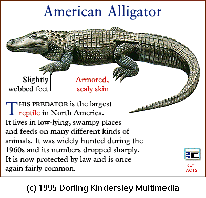 [DKMMNature-Reptile-AmericanAlligator.gif]