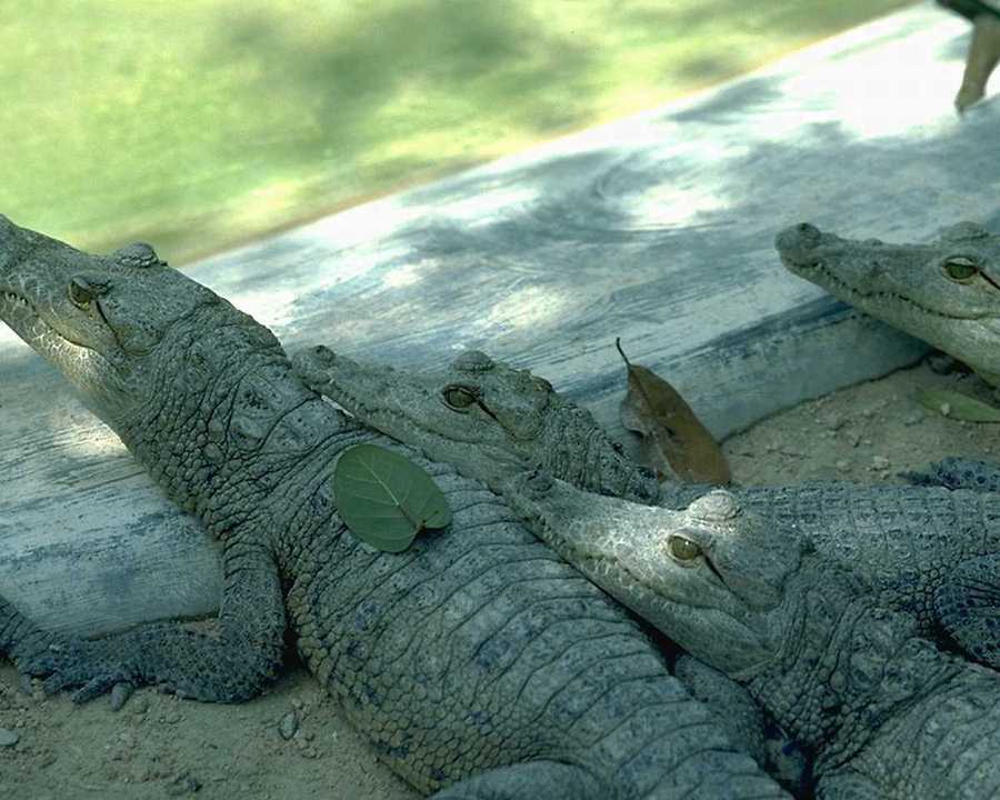 [animalwild001-AlligatorsPack.jpg]