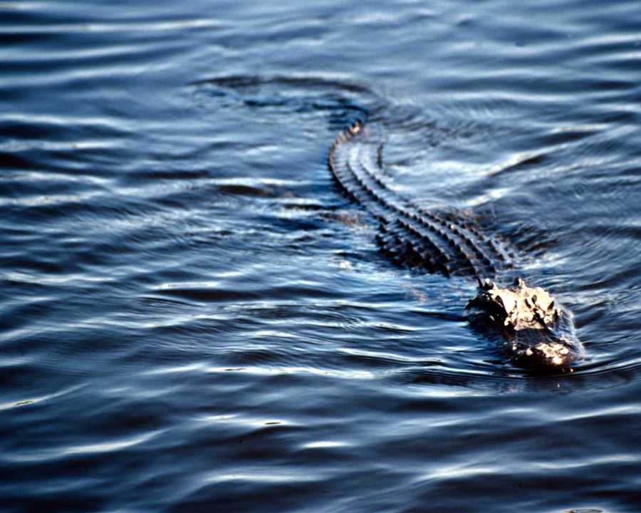 [animalwild004-Alligator-Floating.jpg]