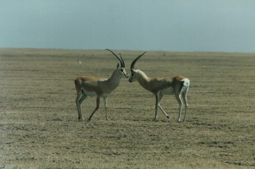 [GazelleAntelope-safari24.jpg]