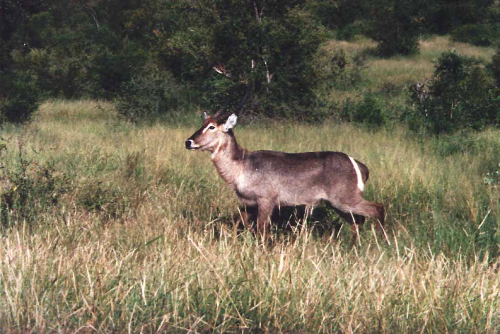 [KrugerNationalPark-r4_waterbuck01_low-Antelope.jpg]