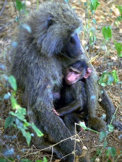 [primate0574-Baboons-MomNursingBaby.jpg]