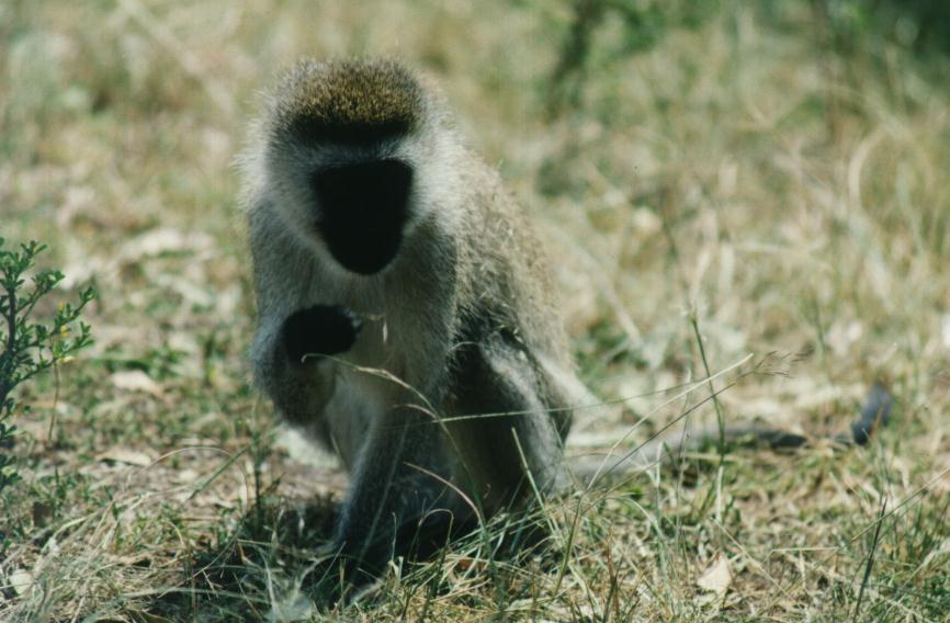 [safari18_monkey_baboon.jpg]