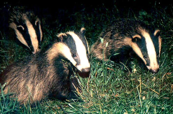 [Badgers-Mom_with_2cubs.jpg]