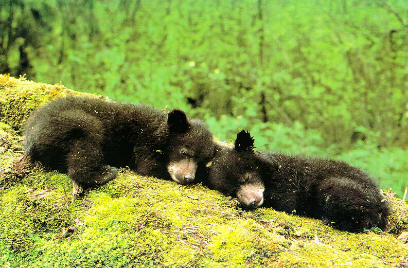 [BlackBear_cubs-Sleeping.jpg]