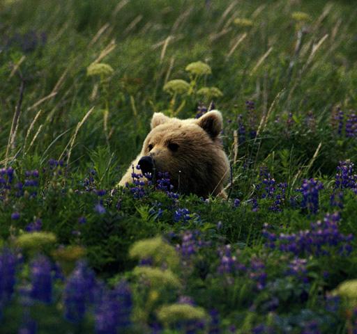 [Brown_bear-In_flower_field.jpg]