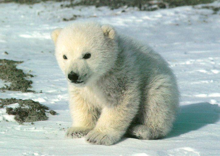 [Cute-PolarBear-Cub-SittingOnSnow.jpg]