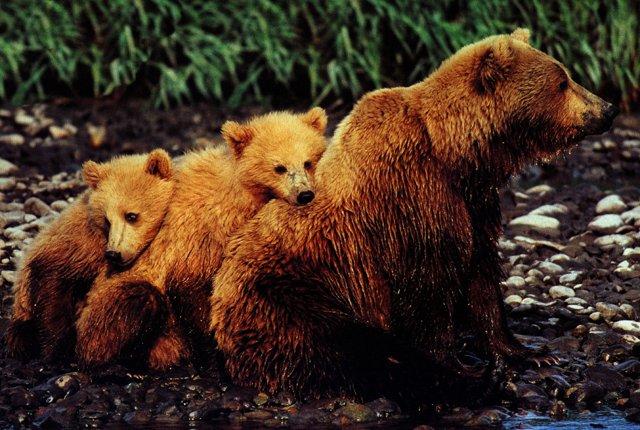 [Grizzly_bears-Family-Mom_n_2babies.jpg]