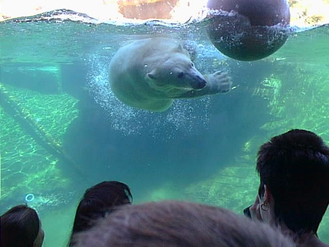 [PIC00612-PolarBear-playing_in_pool-Zoo.jpg]