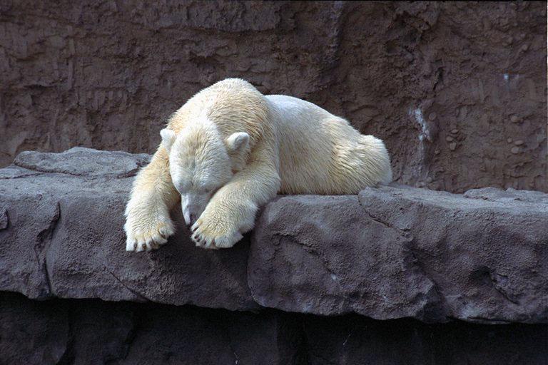[PolarBear-SleepingOnRock-Zoo.jpg]