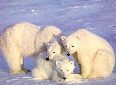 [Polar_Bears_3-Family.jpg]