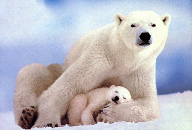 [Polar_bears-Mom_n_SleepingBaby.jpg]