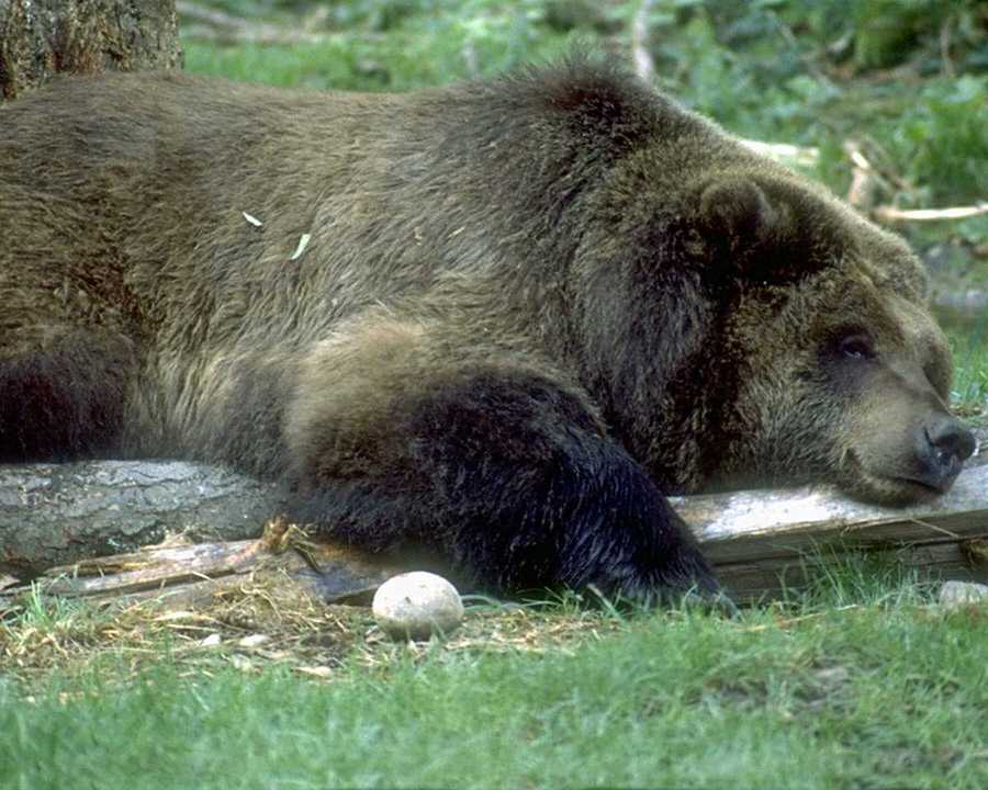 [animalwild011-GrizzlyBear-Sleeping_on_log.jpg]