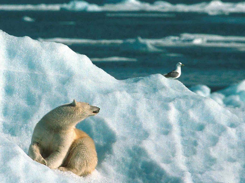 [arctic series - wildlife 03.jpg]