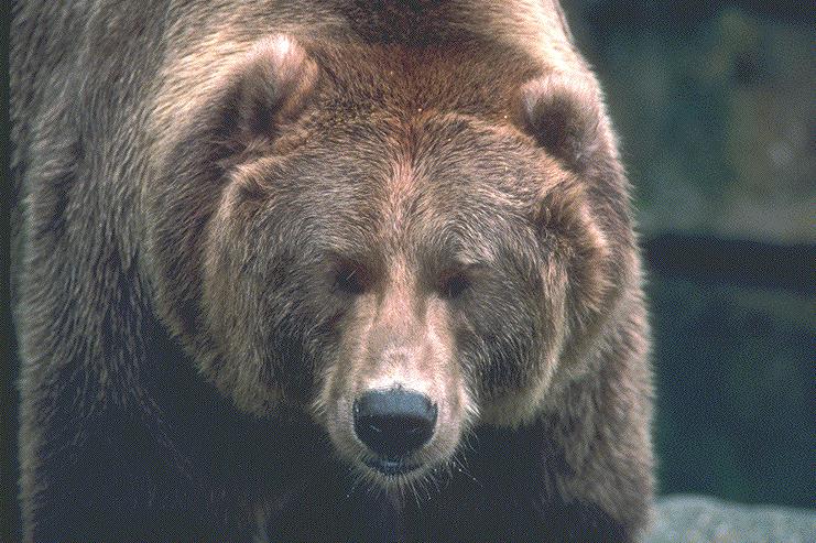 [bear-grizzly9.jpg]