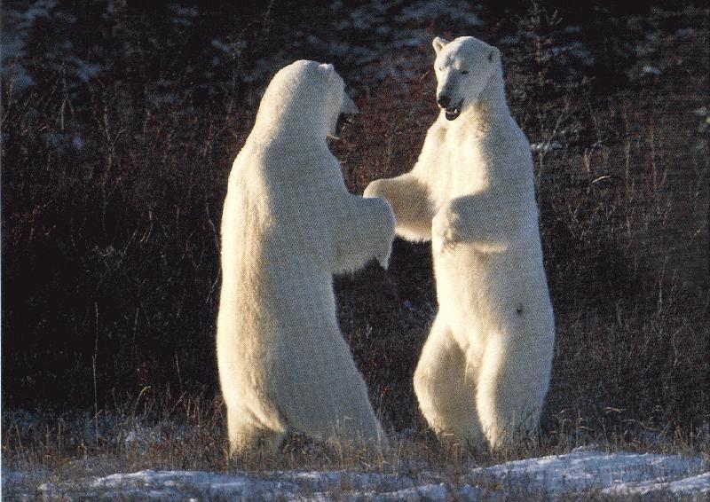 [polar_bears-standing_n_confronting.jpg]