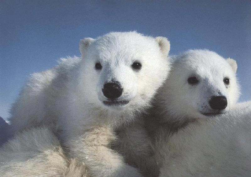 [polarbear_cubs-Riding_moms_back.jpg]