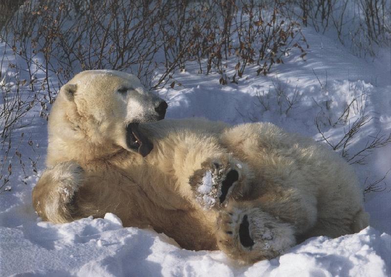 [yawning_polarbear-resting_on_snow.jpg]