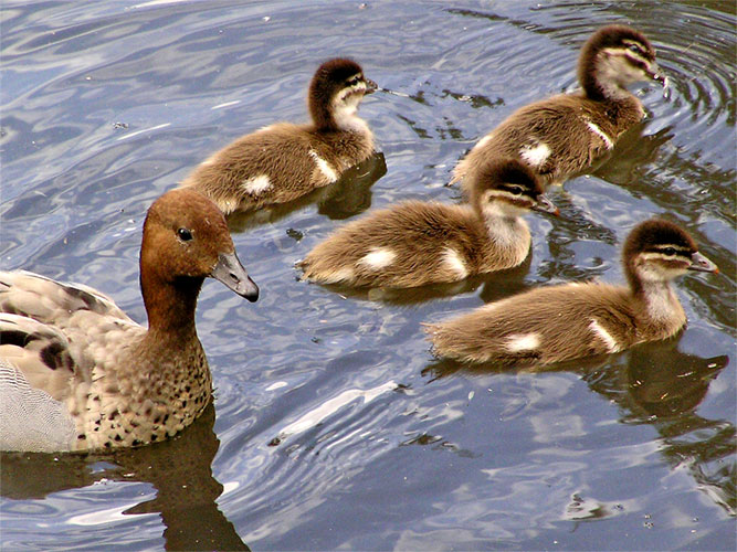 [096-Australian-Wood-Ducks.jpg]