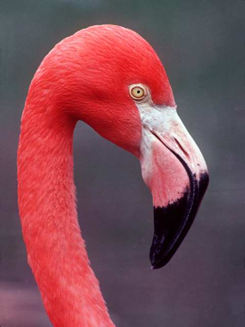 [Flamingo_HeadCloseup.jpg]