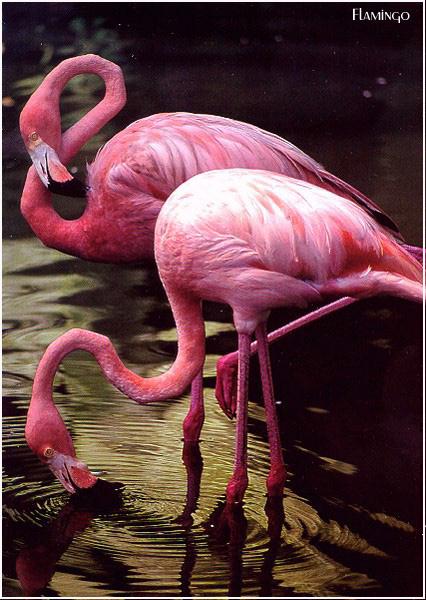 [FlamingosA.JPG]