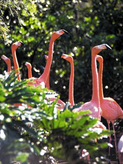 [TropicalAnimals-0079-Flamingos-InBush.jpg]