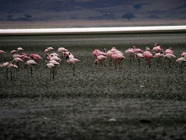 [TropicalAnimals-0081-Flamingos-OnSwamp.jpg]