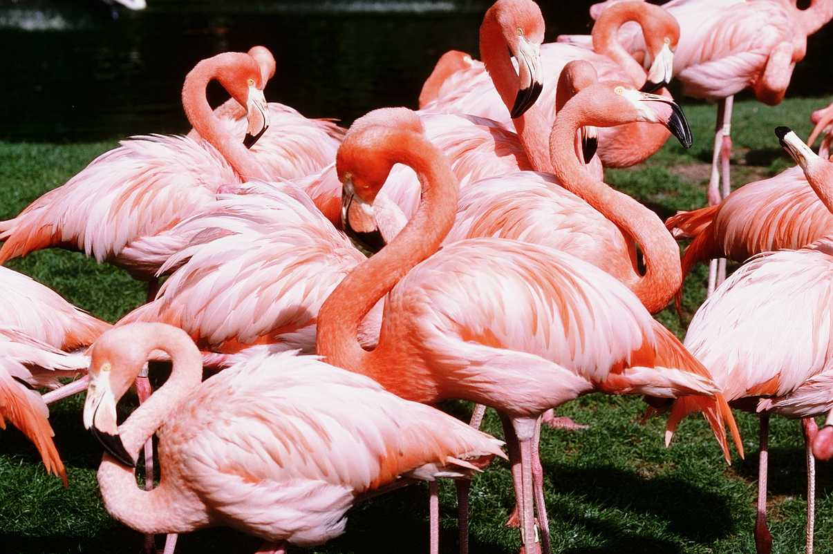 [aaw50018-Flamingos-Flock_on_grass.jpg]
