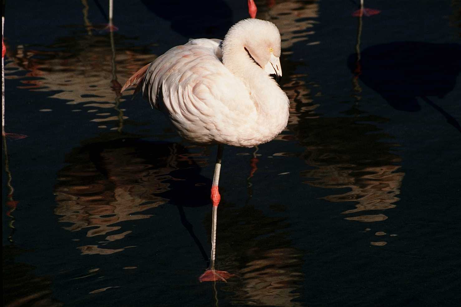 [aaw50020-Flamingo-Standing_on_water.jpg]