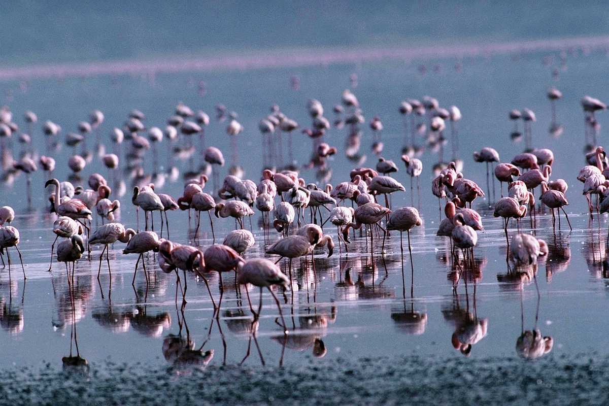 [aaw50024-Flamingos-Flock-Foraging_in_swamp.jpg]