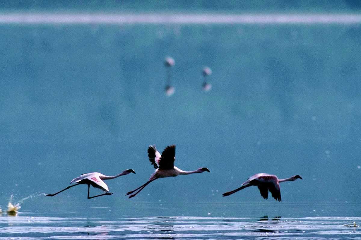 [aaw50025-Flamingos-Starts_flight.jpg]