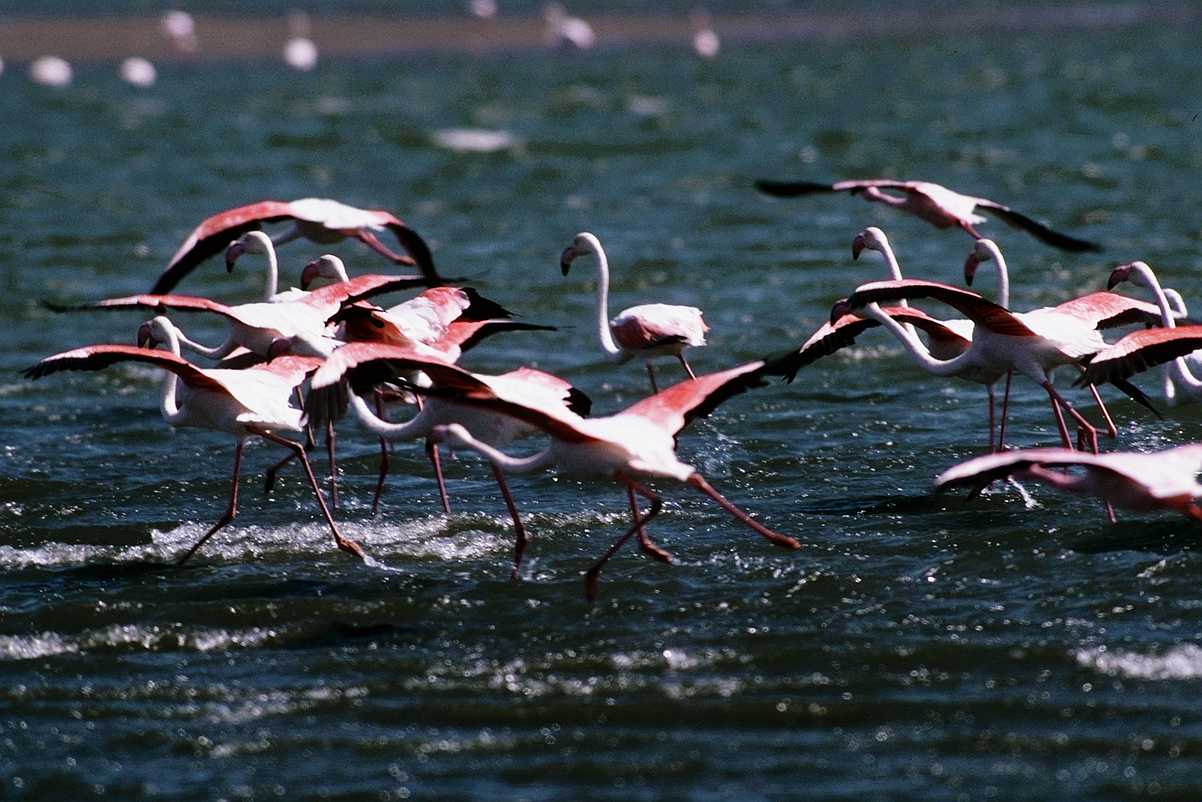[aaw50026-Flamingos-Flock-WaterWalking-Starts_Flight.jpg]