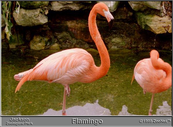 [flamingo_JacksonZoo.jpg]