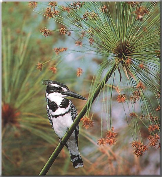 [AfricanPiedKingfisher_01-Perching_on_bloomed_weed.JPG]