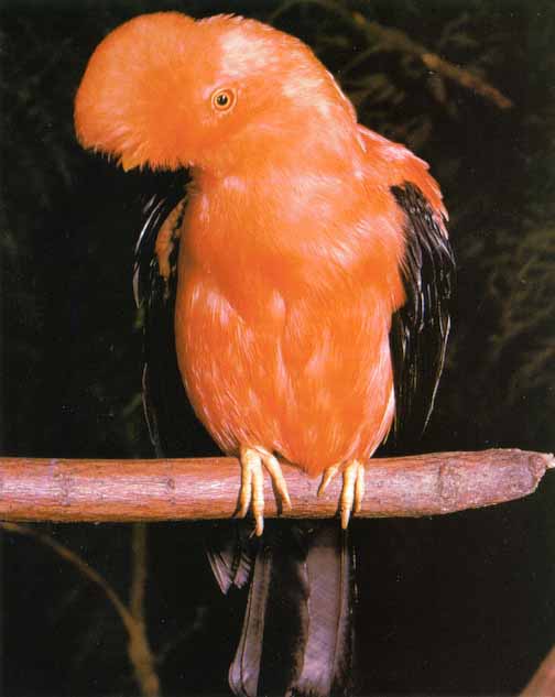 [AwhatBird05-AndeanCock-of-the-rock-Perching_on_log.jpg]