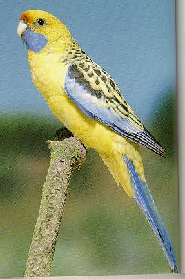 [Bird-YellowRosella.jpg]