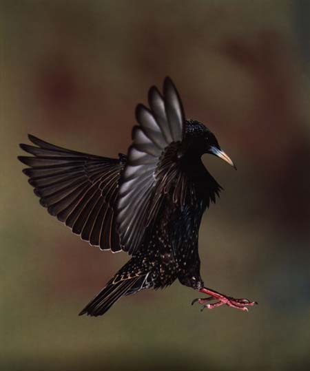 [BlackBird-Starling-AboutToLanding.jpg]