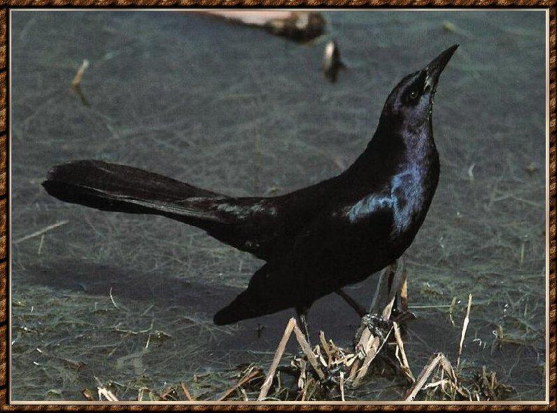 [Boat-tailedGrackle_01-Blackbird-InSwamp.jpg]