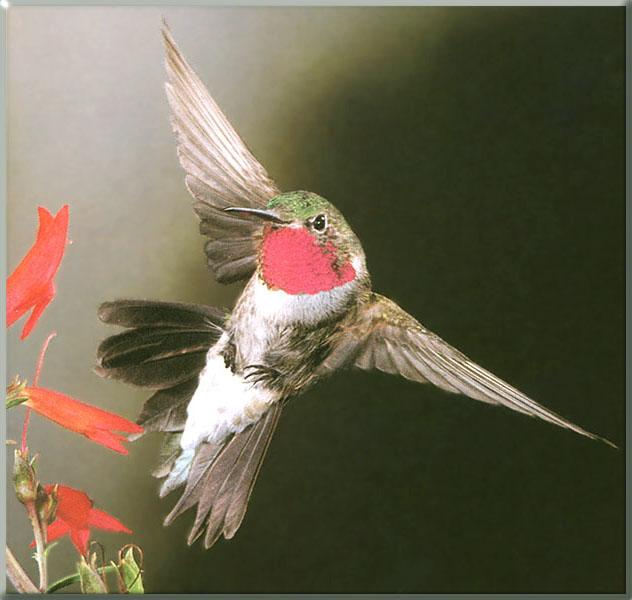 [Broad-tailedHummingbird_20-Approaching_red_flowers.JPG]