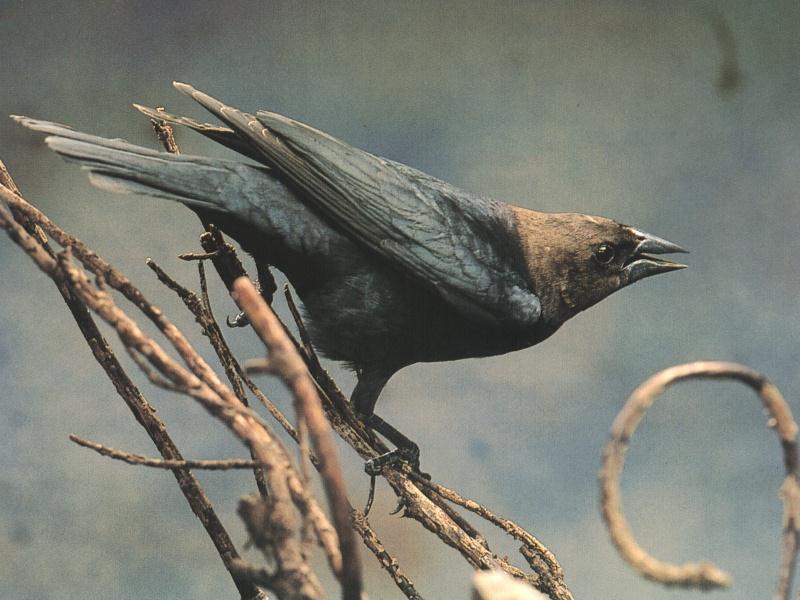 [Brown-headedCowbird0-Perching_on_tree.jpg]
