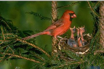 [Cardinal-redbird.jpg]