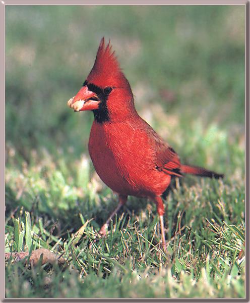 [Cardinal_12-RedBird-On_the_ground.jpg]