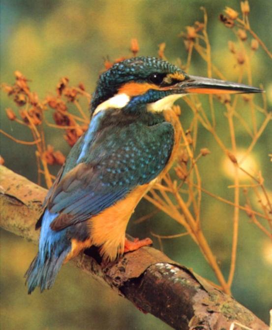 [CommonKingfisher_sm_f-OnBranch.jpg]