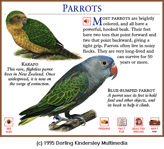 [DKMMNature-Bird-KakapoFlightlessParrot-Blue-rumpedParrot.gif]