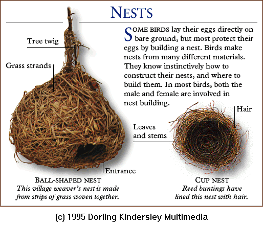 [DKMMNature-Bird-Weaver-ReedBunting-Nests.gif]