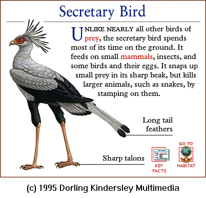 [DKMMNature-BirdOfPrey-SecretaryBird.gif]