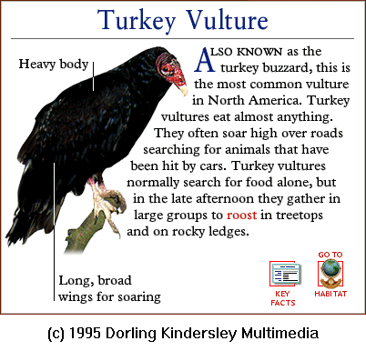 [DKMMNature-BirdOfPrey-TurkeyVulture.gif]