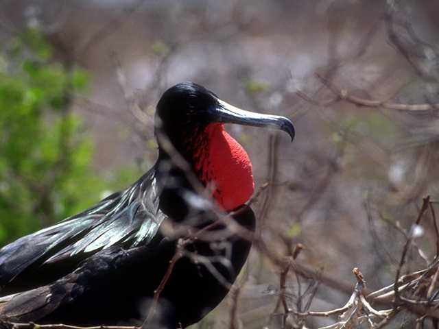 [Galapagos_b05i0004-FrigateBird_Male_Closeup.jpg]