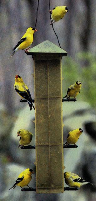 [Goldfinches_Flock-OnBirdFeeder.jpg]